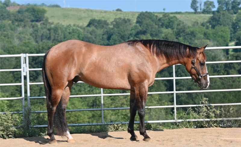 🤎BKS COLT 45 aka Kodiak🤎