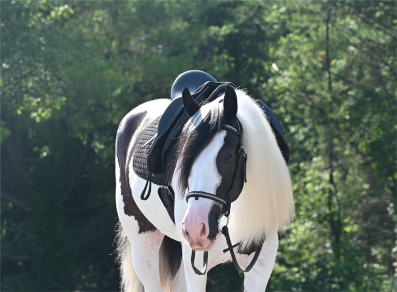 💫Silhouette Farms Commissars Comanche💫