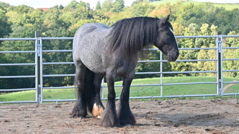 💫GDR Sir Royal Blu of Stonewall Farms💫